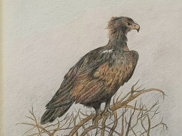 easter_exhibiton_2024_38 coloured pencil colored color for sale