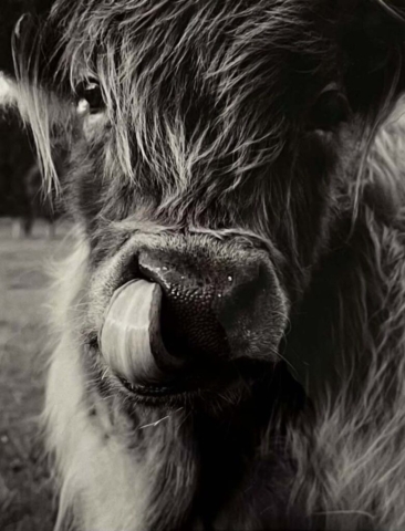 Diamond Birthday 53rd Annual Exhibition